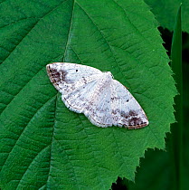 Clouded silver moth (Lomographa temerata)  on green leaf, Aughanlig, County Armagh, Northern Ireland, UK