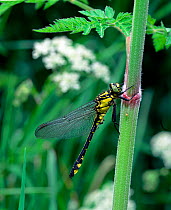 Club-tailed dragonfly (Gomphus vulgatissimus) male, on plant stem, Gloucestershire, UK
