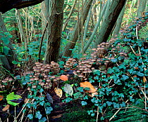 Clustered bonnet fungus (Mycena inclinata) growing on fallen log, Clare Glen, County Armagh, Northern Ireland, UK