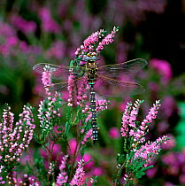 Common blue hawker dragonfly (Aeshna juncea) on heather flowers, Upper Lake Glendalough, County Wicklow, Republic of Ireland, August