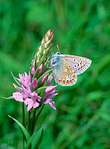 Common blue butterfly (Polyommatus icarus) on Spotted orchid flower, Thompson's Quarry, County Armagh, Northern Ireland, UK