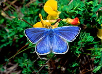 Common blue butterfly (Polyommatus icarus) on Vetch flower, Thompson's Quarry, County Armagh, Northern Ireland, UK