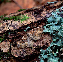 Common carpet moth (Epirrohoe alternata) camouflaged on rotting tree trunk, Killarney National Park, County Kerry, Republic of Ireland, July