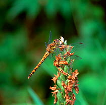 Common darter dragonfly (Sympetrum striolatum)  female, Montiaghs Moss NNR, County Antrim, Northern Ireland, UK, August