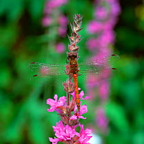 Common darter dragonfly (Sympetrum striolatum)  male, Derryleckagh Wood, County Down, Northern Ireland, UK