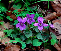 Common dog violet (Viola riviniana) flowering in oak woodland, County Armagh, Northern Ireland, UK, April