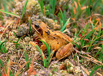 Common frog (Rana temporaria) amongst vegetation, Montiaghs Moss NNR, County Antrim, Northern Ireland, UK, September