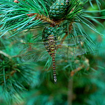 Common hawker dragonfly (Aeshna juncea) female green form on pine cone, Mourne Mountains, County Down, Northern Ireland, UK, August