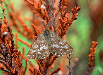 Common heath moth (Ematurga atomaria) Ballykinler Dunes, County Down, Northern Ireland, UK, May