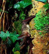 Common long eared bat (Plecotus auritus) roosting on tree trunk, Clare Glen, County Armagh, Northern Ireland, UK, November