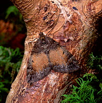 Common marbled carpet moth (Chloroclysta truncata) Northern Ireland