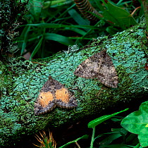 Common marbled carpet moth (Chloroclysta truncata) two different colour forms, Castlewellan Forest Park, County Down, Northern Ireland, UK, May
