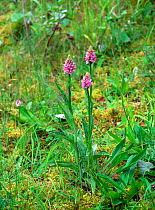 Common spotted orchid (Dactylorhiza fuchsii) flowering, Brookborough Quarry, County Fermanagh, Northern Ireland, UK, May