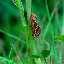 Common swift moth (Korscheltellus lupulina) Lough Carra, County Mayo, Republic of Ireland, June