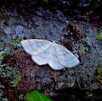Common white wave moth (Cabera pusaria)  Brackagh Moss NNR, County Armagh, Northern Ireland, UK, June