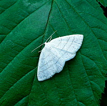 Common white wave moth (Cabera pusaria)   Annagarriff Wood NNR, County Armagh, Northern Ireland, UK, July