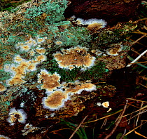 Wet rot fungus (Coniophora puteana) Deerpark NNR, County Antrim, Northern Ireland, UK, February