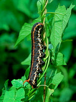 Caterpillar larva of Convolvulus hawkmoth (Agrius convolvuli) Bugarach area, France, August
