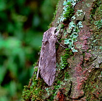 Convolvulus hawkmoth (Agrius convolvuli) on tree bark, Northern Ireland