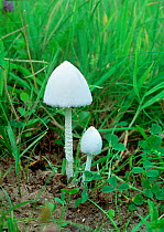 Ink cap fungus (Coprinus niveus) Annagarriff Wood NNR, Peatlands, County Armagh, Northern Ireland, UK, September