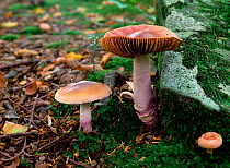Fungus (Cortinarius purpurascens) in various stages of growth, Tollymore Forest, County Down, Northern Ireland, UK, October