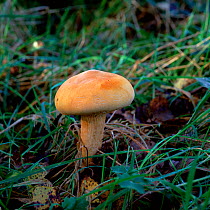 Fungus (Cortinarius crocollitus) Annagarriff Wood NNR, County Armagh, Northern Ireland, UK, September