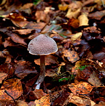 Fungus (Cortinarius hemitichus) amongst woodland leaf litter, Northern Ireland, UK