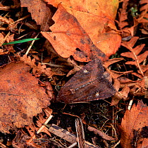 Crescent moth (Helotropha leucostigma) camouflaged amongst leaf litter, Annagarriff Wood NNR, Peatlands, County Armagh, Northern Ireland, UK, July