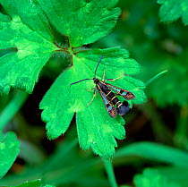 Currant clearwing moth (Synanthedon tipuliformis) resting on leaf, Kent, UK, May