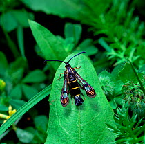 Currant clearwing moth (Synanthedon tipuliformis) resting on leaf, Kent, UK, May