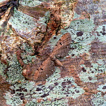 Current pug moth (Eupithecia assimilata) camouflaged on tree bark, Moy, County Armagh, Northern Ireland, UK, May