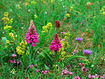 Hebridean spotted orchid (Dactylorhiza hebridensis) flowering amongst other wildflowers on Cruit Island, County Donegal, Northern Ireland, UK, July