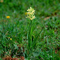 Orchid (Dactylorhiza insularis) flowering, near Milobre de Bouisse, France, March