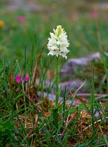 O'Kelly's orchid (Dactylorhiza okellyi) in flower, Lough Gealain, Burren National Park, County Clare, Republic of Ireland, June