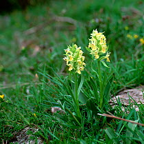 Elder-flowered orchid (Dactylorhiza sambucina)  yellow form, near Axat, France, May
