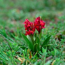 Elder-flowered orchid (Dactylorhiza sambucina)  red form, near Axat, France, May