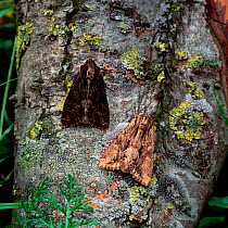 Dark arches moth (Apamea monoglypha) two adults on tree bark showing different colouration, Castlewellan Forest Park, County Down, Northern Ireland, UK, July .