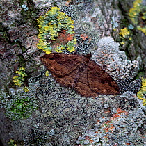 Dark umber moth (Philereme  transversata  britannica) on tree bark, UK