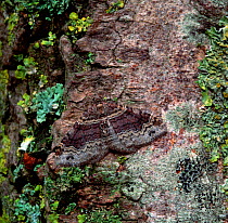 Dark-barred twin-spot carpet (Xanthorhoe ferrugata) adult resting on branch, Brackagh Moss NNR, County Armagh, Northern Ireland, UK, July