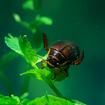 Diving beetle (Dytiscus circumcintus) underwater, Montiaghs Moss NNR, County Antrim, Northern Ireland, UK