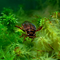 Diving beetle (Dytiscus circumcintus) underwater, Montiaghs Moss NNR, County Antrim, Northern Ireland, UK
