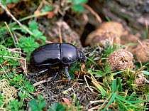 Dor beetle (Geotrupes stercorarius) on ground, Mourne Mountains, County Down, Northern Ireland, UK, August