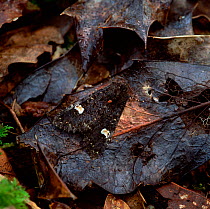 Dot moth (Melanchra persicariae) camouflaged on leaf litter, Killarney National Park, County Kerry, Republic of Ireland, UK