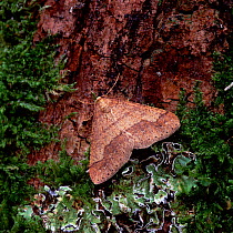 Dotted border moth (Agriopis marginaria) Derrycaw, County Armgh, Northern Ireland, UK, February