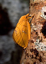 Drinker moth (Philudoria / Euthrix potatoria) female, UK