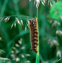 Caterpillar larva of Drinker moth (Philudoria / Euthrix potatoria) Annagarriff Wood NNR, County Armagh, Northern Ireland, UK, September