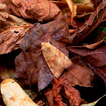 Dunbar moth (Cosmia trapezina) resting on leaf litter, Argory Moss, County Armagh, Northern Ireland, UK, July