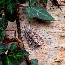 Early grey moth (Xylocampa areola) camouflaged on tree bark, Lackan Bog, Ballyroney, County Down, Northern Ireland, UK, April