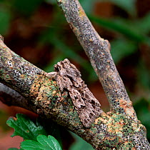 Early grey moth (Xylocampa areola) camouflaged on tree bark, Lackan Bog, Ballyroney, County Down, Northern Ireland, UK, April