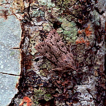 Early grey moth (Xylocampa areola) camouflaged on tree bark, Rehaghy Mountain, Aughnacloy, County Tyrone, Northern Ireland, UK, April